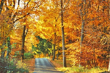 Herbstliche Verwöhntage vom Falk Seehotel Kurzurlaubsangebot für den Herbst