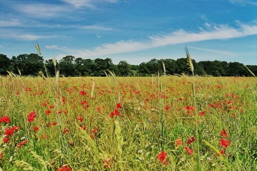 Arrangement vom Seehotel Stuersche Hintermühle Getreidefeld mit Mohn