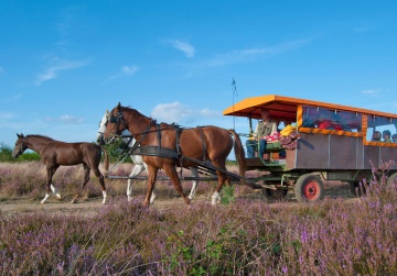 In der Retzower Heide