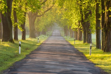 deutsche-alleenstraße