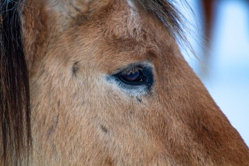 reiten-plau-am-see