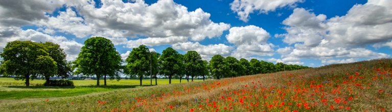 mohnfeld-mecklenburg