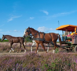 In der Retzower Heide