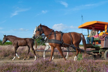 In der Retzower Heide